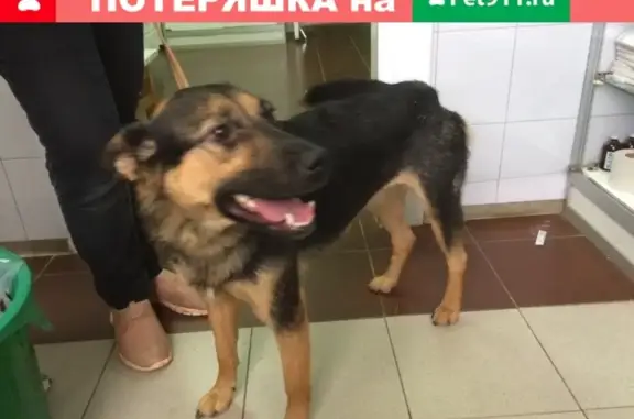 Собака найдена на ул. Дружбы в Сергиевом Посаде