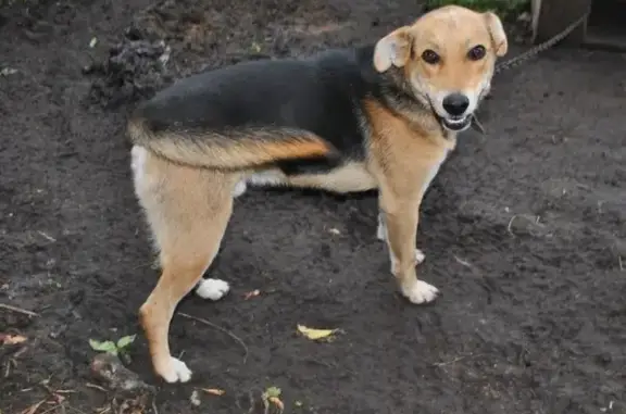 Пропала собака Фокс в Лениногорске, Татарстан.