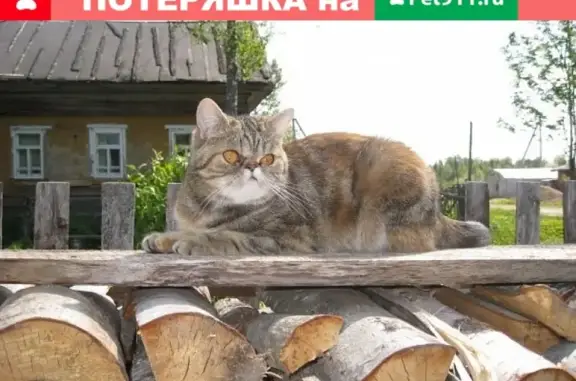 Пропала кошка в д. Нова, ул. Щукинская, 16 августа.