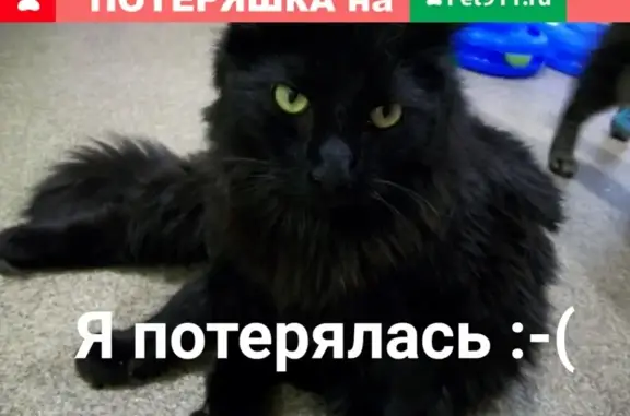 Пропала диковатая чёрная кошка в Зеленогорске на ул. 100