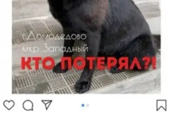 Найдена собака в Домодедово, мкр. Западный