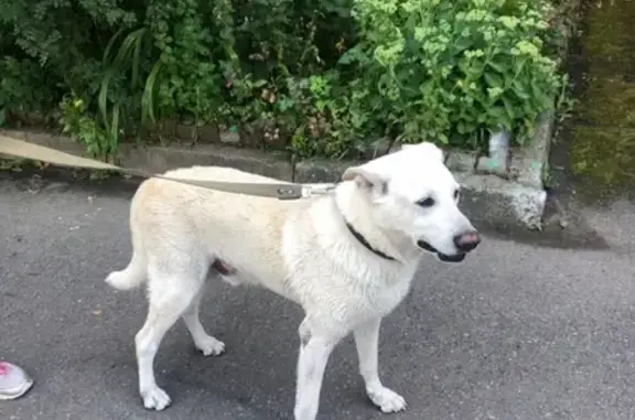 Найдена собака в районе Бульвар Трудящихся, контакты у женщины