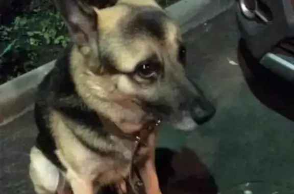 Найдена собака, Москва, фото: Собака Овчарка найдена в Москве, Бутырском районе без адресника