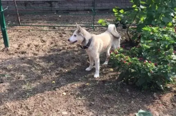 Найдена ласковая собака в Балахне