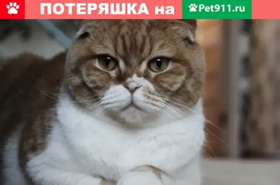 Пропал кот Валера по адресу Самарцева 30, Тюмень