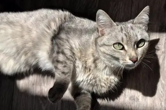 Пропала кошка на Уральской (Гагарина, 19)