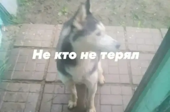 Найдена собака в Сергиевом Посаде, без ошейника и очень охранительная.