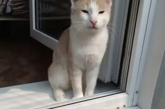 Найден кот на Вильского, 16а в Красноярске