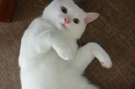 Найден белый котик на ул. Чехова, 31