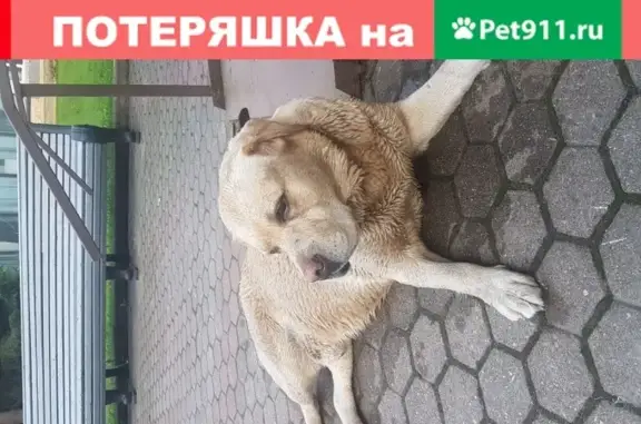 Собака найдена в Репино, Санкт-Петербург.