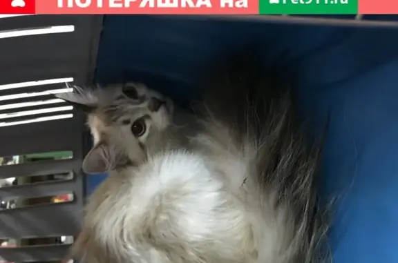 Найдена кошка с Невской маскарадной в Ростове
