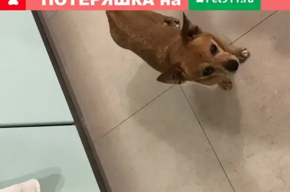 Найдена домашняя собака возрастом 3 года в Подольске, ищем хозяев