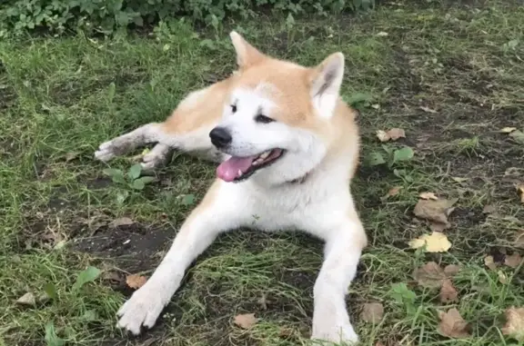 Найдена собака в Кузьминках