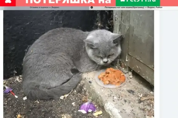 Найдена кошка в Москве, Выхино-Жулебино
