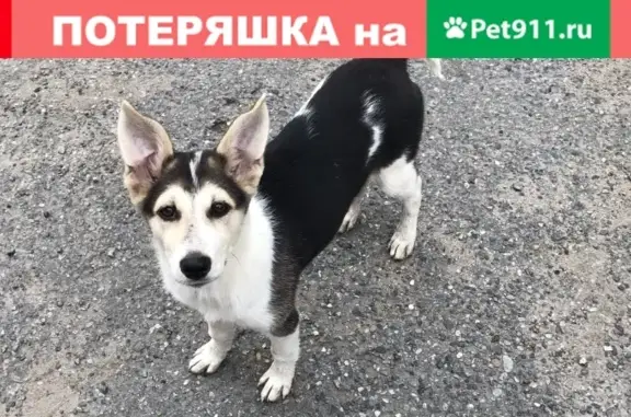 Найдена собака на улице Флегонтова