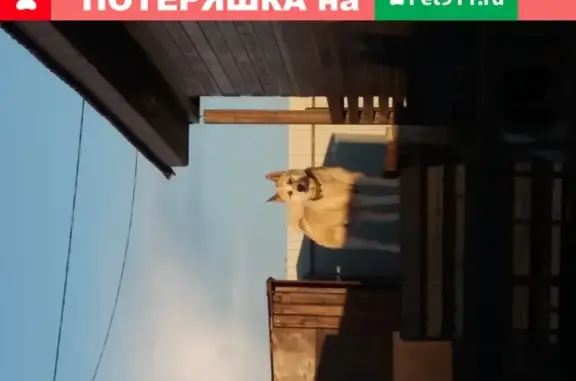 Пропали две собаки в Ивановской области