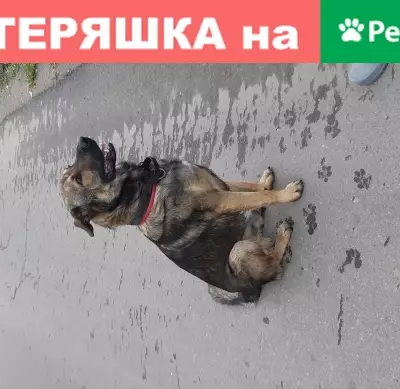 Найдена молодая и послушная собака в Третьяково