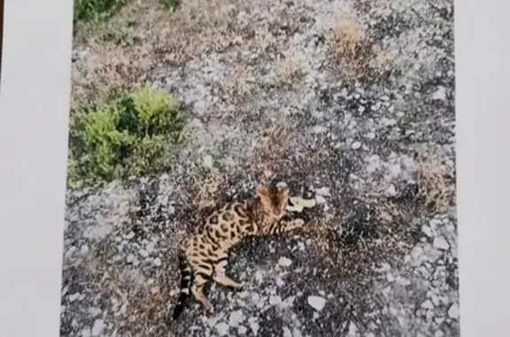 Пропала болная кошка в районе Плодово-ягодной станции, Красноярск