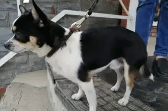 Найден пёс на Московке-2, ищем хозяев!