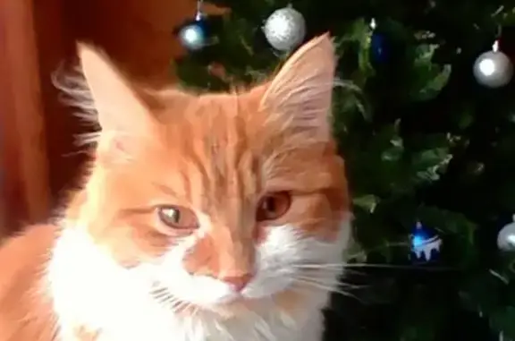 Пропала кошка Соня в СНТ Онего-1 в Петрозаводске