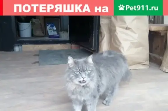 Пропал кот в Березовой роще, Магнитогорск