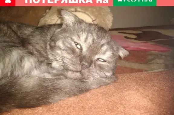 Пропал кот Тишка в районе ТЦ Тополя, ул. Коммунаров 60 (Уфа)