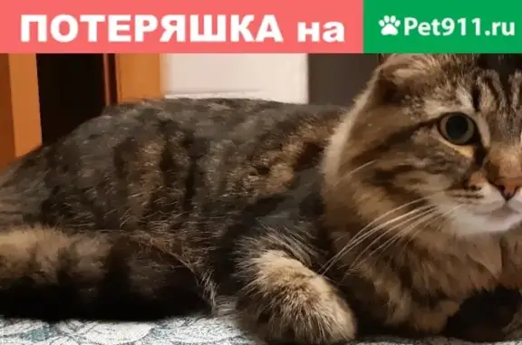 Пропала кошка Котик на Походной, 70