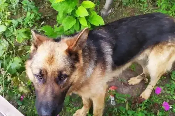 Собака найдена на ул. Аскизская 160-168 в Абакане