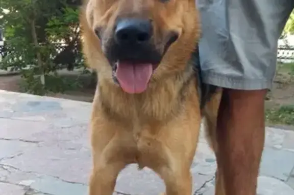 Найдена собака на Туркестанской улице