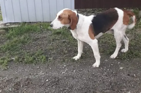 Найдена охотничья собака в селе Фомино