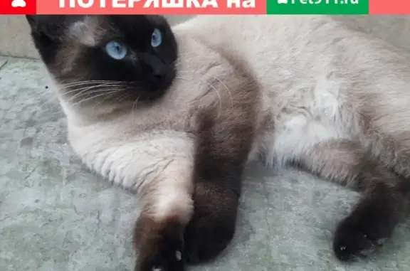 Пропала кошка на Пироговской, помогите!