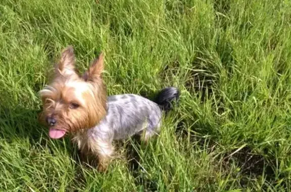 Найденные животные Москва, фото: Найден йоркширский терьер в Некрасовке, есть клеймо