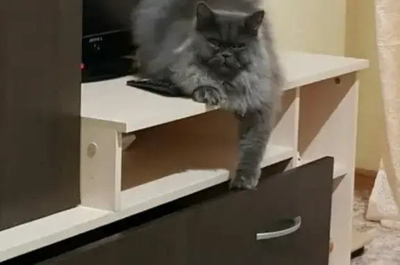 Кошки потеряшки, Горный, фото: Потеряшка кот в поселке Горный, Пермский край