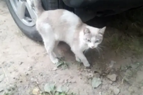 Найдены кошка и кот возрастом 2 года в районе Лебедева 41 в Томске