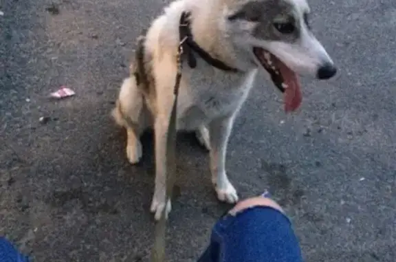 Пропала собака в поселке Томаровка, Белгородская область