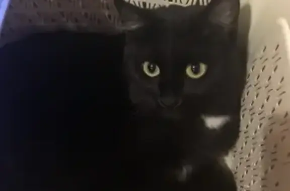 Кошки потеряшки, Нижняя Мактама, фото: Потеряшка кошка Афина в Нижней Мактаме