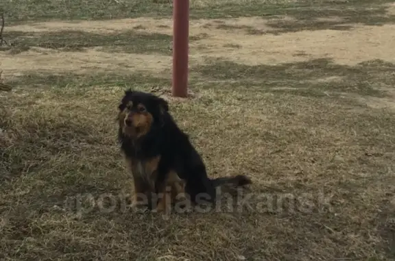 Пропала собака Кузя в районе Кудряшей, Новосибирск #lostpet