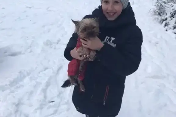 Собаки потеряшки, Калининград, фото: Потеряшка йоркширский терьер на ул. Минусинской #ПОТЕРЯН_КОТОПЕС39