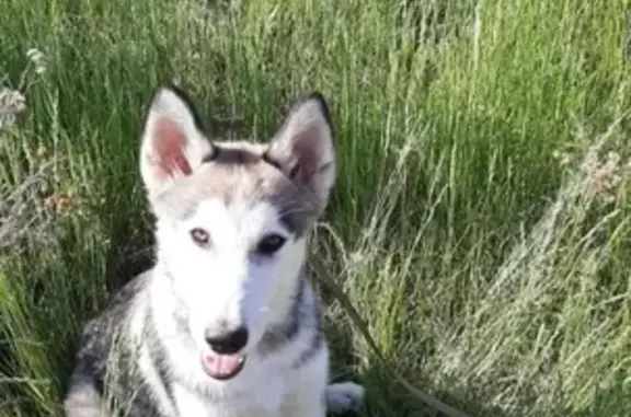 Пропала собака Хаски Боня в Копейске