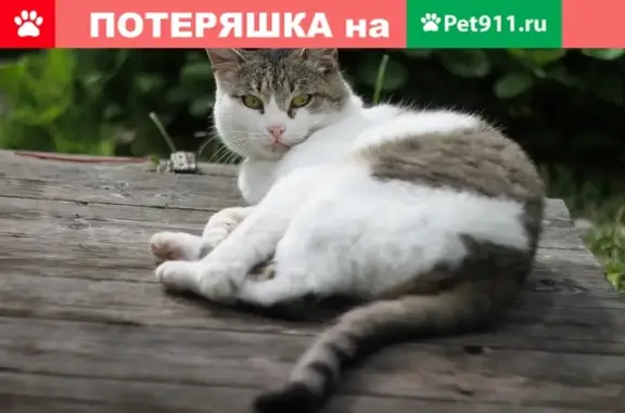Найден серо-белый кот (п. Шувакиш, ст. Гать, г. Екатеринбург)