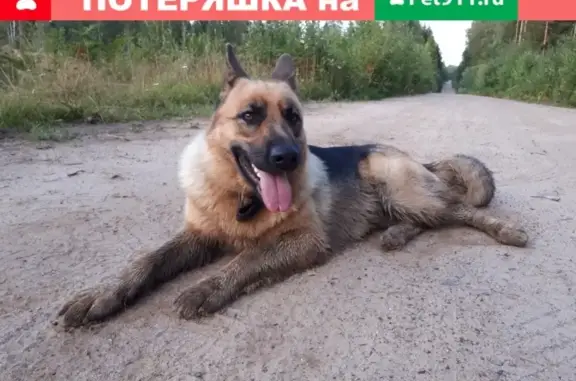 Найдена потерявшаяся собака в лесу за Середкой
