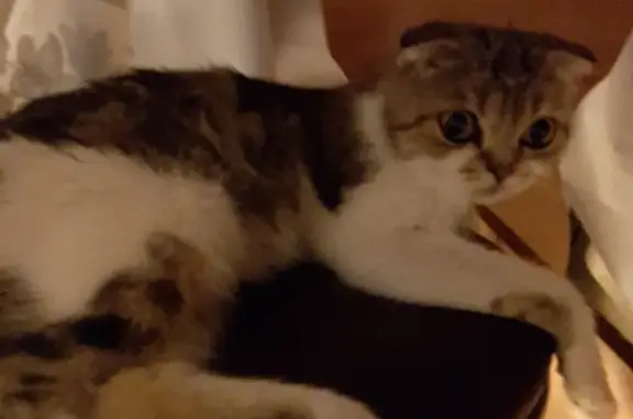 Найдена кошка в Крымске с катетером в лапе.