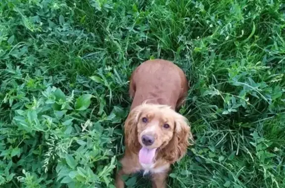 Пропала собака на остановке Лесная сортировка (Краснодарский край)