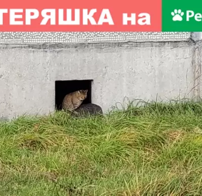 Пропала кошка Кузя на Московской, 83