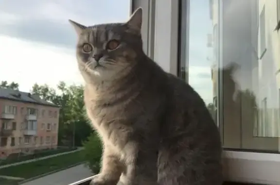 Кошки потеряшки, Новосибирск, фото: Потеряшка кошка Молли, Новосибирская обл., СНТ Боровинка, 89138903615