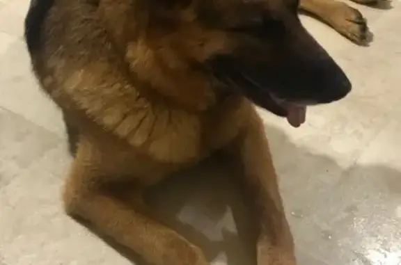 Найдена собака, Подольск, фото: Найдена овчарка в Подольске, ищем хозяина!