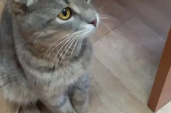 Потерялся вислоухий кот без ошейника в Советском районе