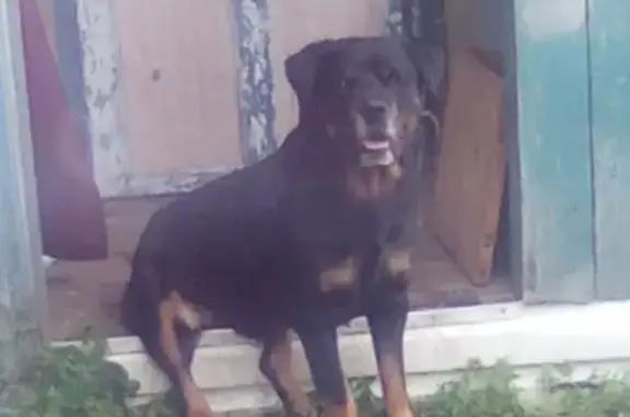 Пропала собака Тайсон в районе Ленина Гайдара
