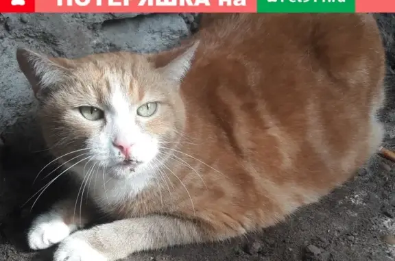Найден кот в Приморском районе СПб.