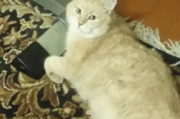 Пропала кошка Кузя в Петрозаводске